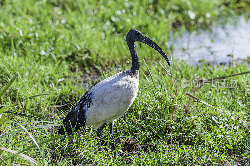 非洲圣朱鹭(Threskiornis aethiopicus)是朱鹭的一种，是一种涉禽科的鸟。它原产于非洲和中东。肯尼亚安博塞利国家公园